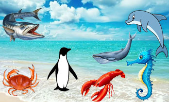 Montessori-flash-card-sea-animals